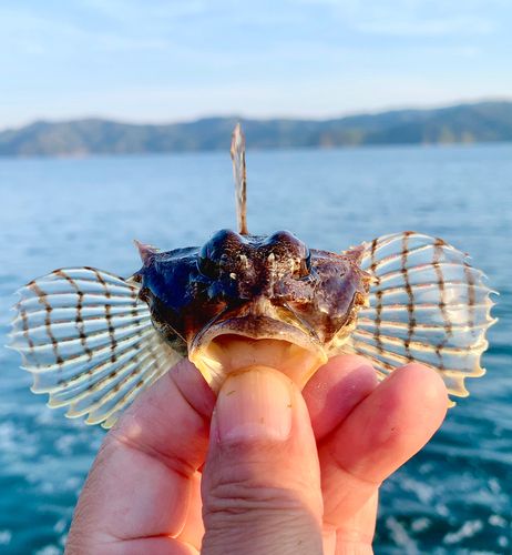 ニジカジカの釣果