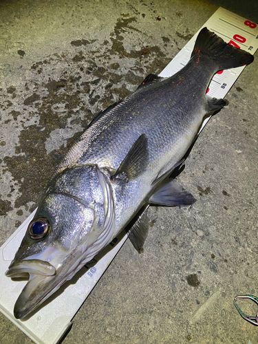 ヒラスズキの釣果