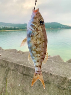 ホオアカクチビの釣果