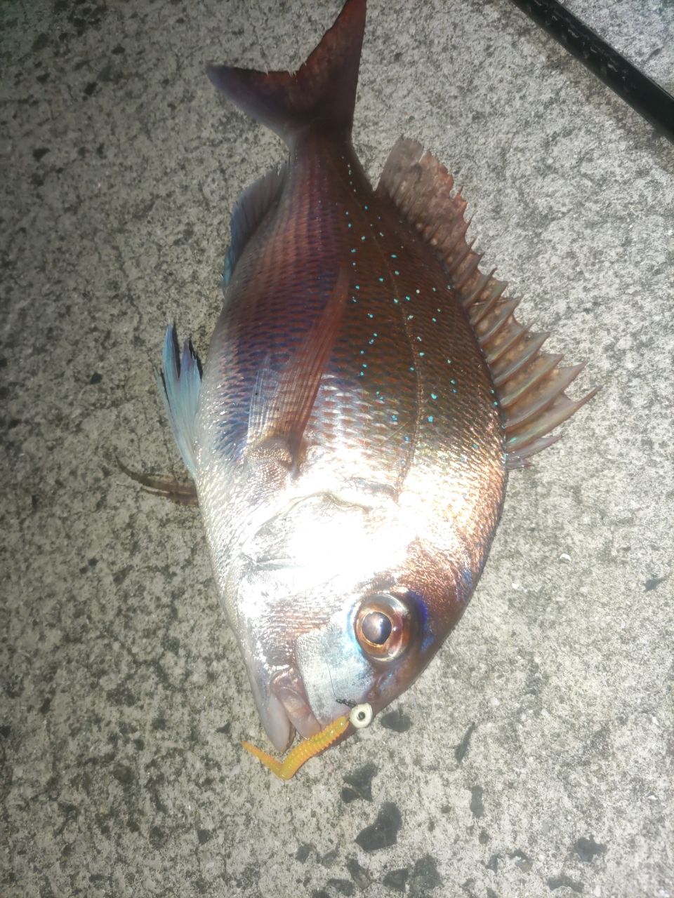 しゅういち1128❗️ソアレ Ci4+ S900M-S 箱付き SHIMANO 17ソアレ CI4+ S900M-Sの最安値・インプレ・釣果 | 本音