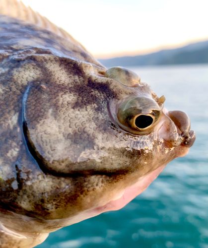 カレイの釣果