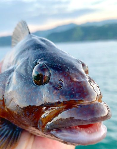 アイナメの釣果