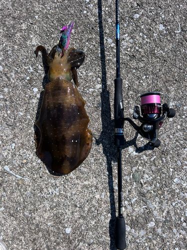 アオリイカの釣果
