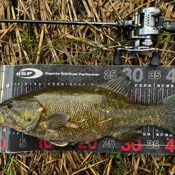 スモールマウスバス