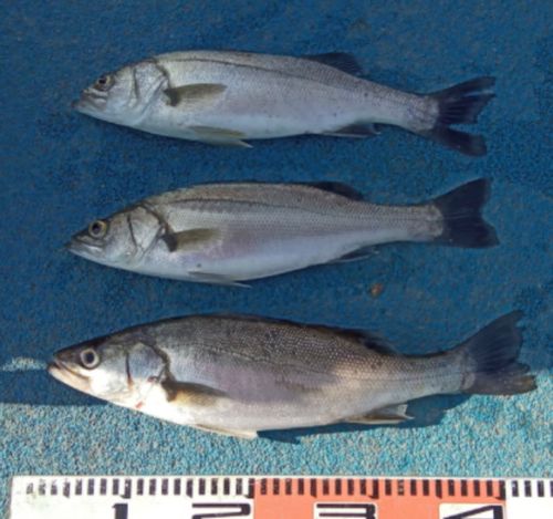シーバスの釣果