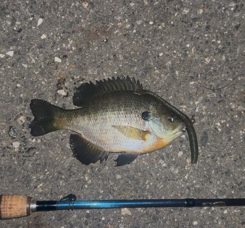 ブルーギルの釣果