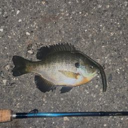 ブルーギル