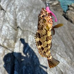 アオヤガラ