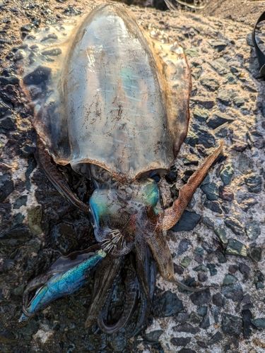 アオリイカの釣果