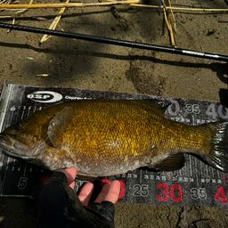 スモールマウスバス