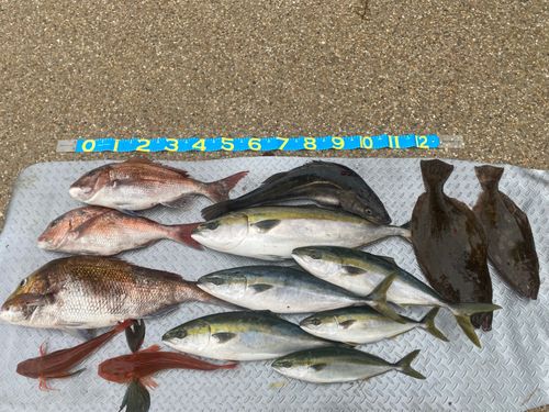 ハマチの釣果