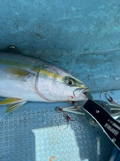 ヤズの釣果