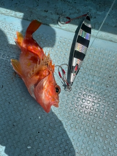 アヤメカサゴの釣果