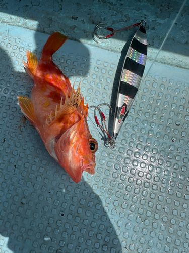 アヤメカサゴの釣果