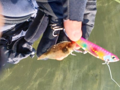 ヒラメの釣果