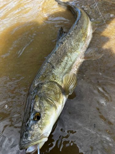 ウケクチウグイ