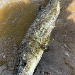 ウケクチウグイ