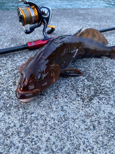 アイナメの釣果