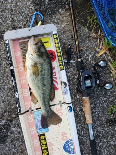ラージマウスバスの釣果