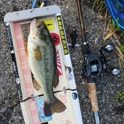 ラージマウスバス