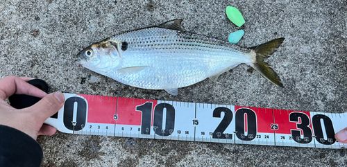 コノシロの釣果