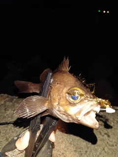 メバルの釣果