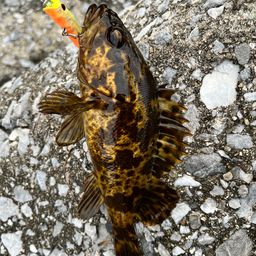 タケノコメバル