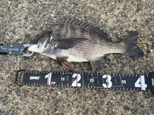 チヌの釣果
