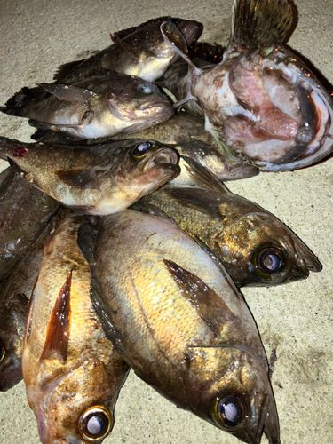 メバルの釣果