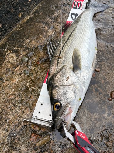 スズキの釣果