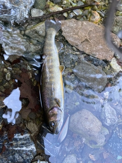 イワナの釣果