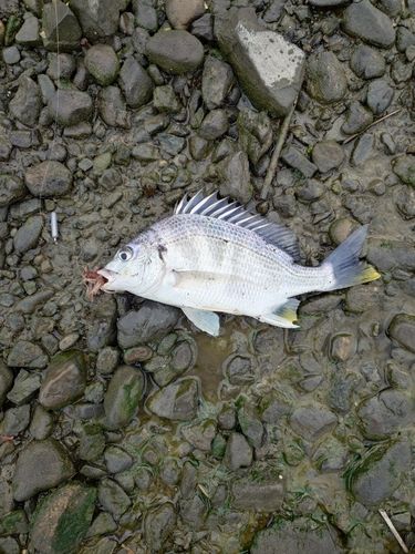 キビレの釣果