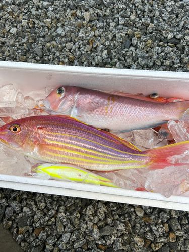 アマダイの釣果