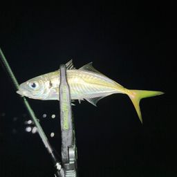 アジ
