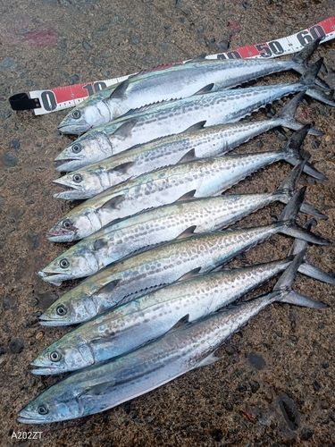 サゴシの釣果