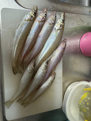 キスの釣果