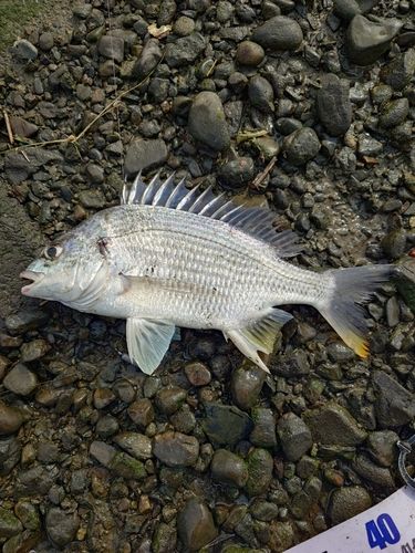 キビレの釣果