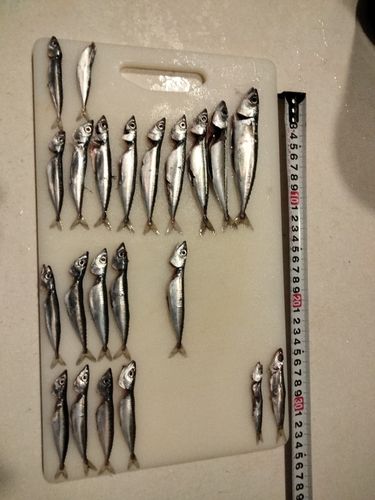 サバの釣果