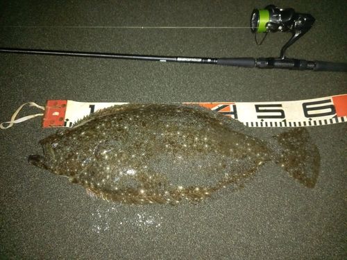 ヒラメの釣果