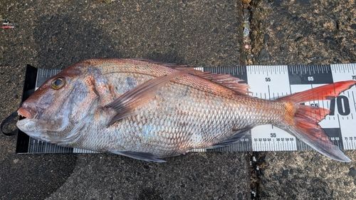マダイの釣果