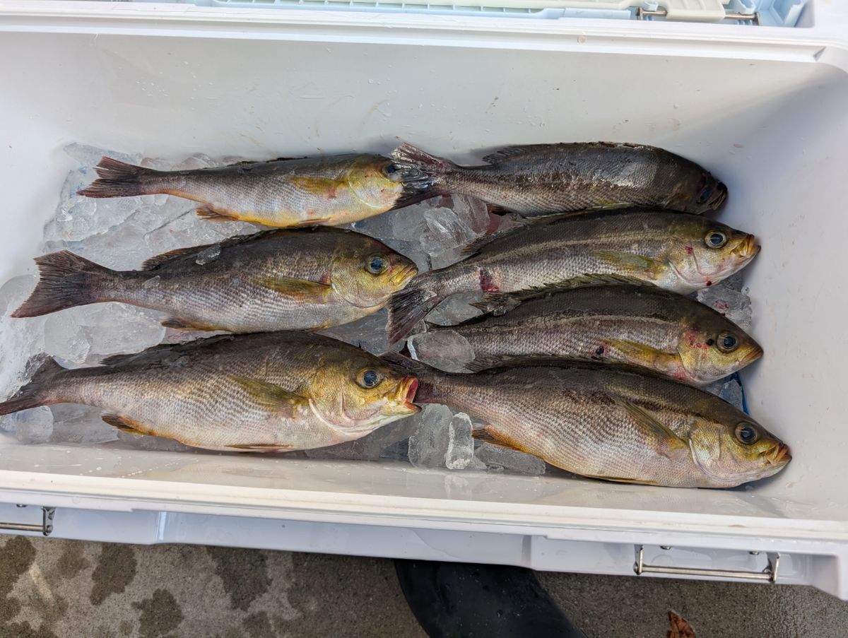 リリースサイズさんの釣果 2枚目の画像