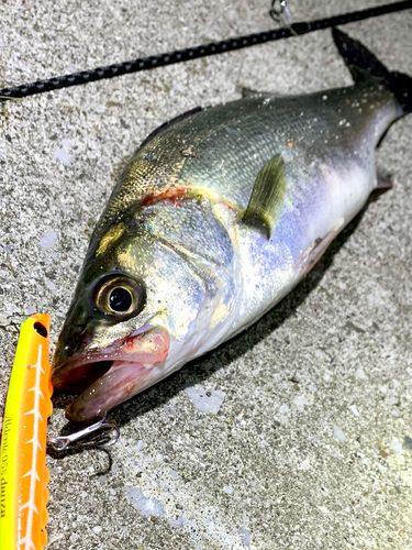 セイゴ（マルスズキ）の釣果