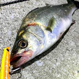 セイゴ（マルスズキ）