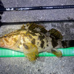 タケノコメバル