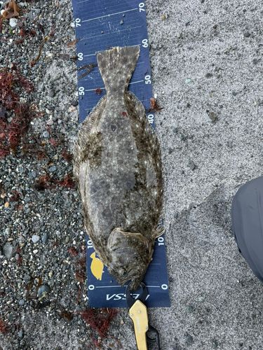 ヒラメの釣果