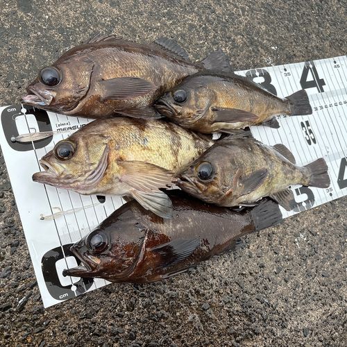 メバルの釣果