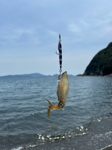 イカの釣果