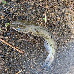 アメリカナマズ