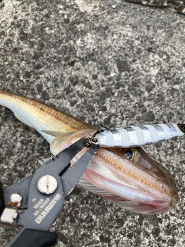 エソの釣果