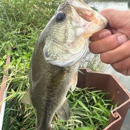 ラージマウスバス